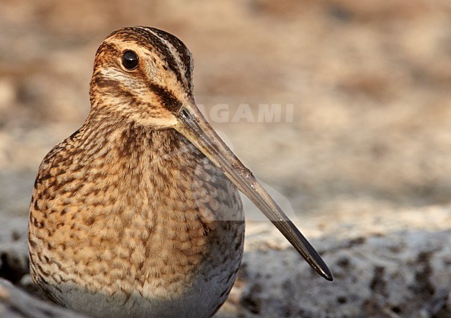 Watersnip close-up; Common Snipe close up stock-image by Agami/Markus Varesvuo,