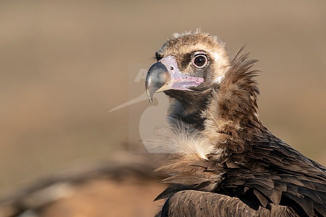 Portrait of an adult Cinereous Vulture (Aegypius monachus) in the Extremadura in Spain. stock-image by Agami/Marc Guyt,
