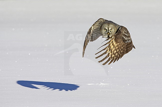 Laplanduil vliegend boven besneeuwde grond; Great Grey Owl flying above ground with snow stock-image by Agami/Jari Peltomäki,