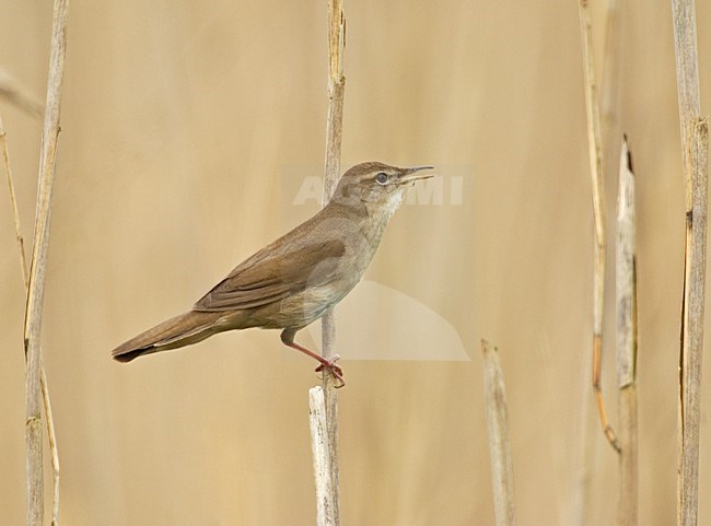 Zingende Snor in het riet; Singing Savi\'s Warbler in reedbed stock-image by Agami/Hans Gebuis,