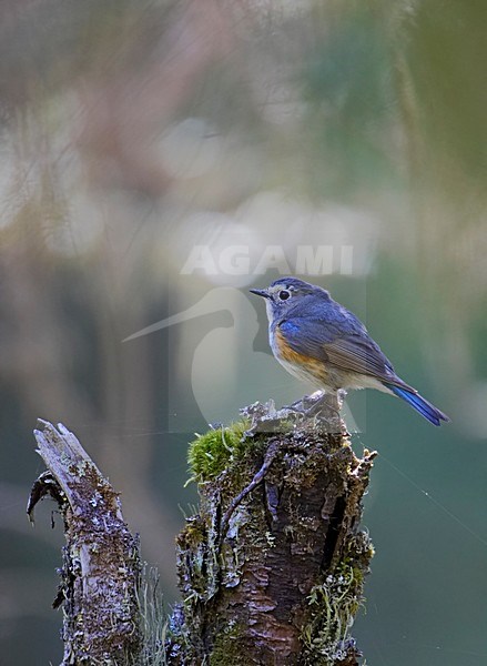 Red-flanked Bluetail (Tarsiger cyanurus), Kuusamo Finland June 2007 stock-image by Agami/Markus Varesvuo,