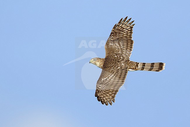 Immature Cooper's Hawk (Accipiter cooperii) in flight over Chambers County, Texas, USA. Seen from the side, flying against a blue sky as a background. stock-image by Agami/Brian E Small,