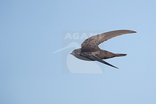 Juvenile Common Swift (Apus apus) in flight on migration at Falsterbo, Sweden. stock-image by Agami/Helge Sorensen,