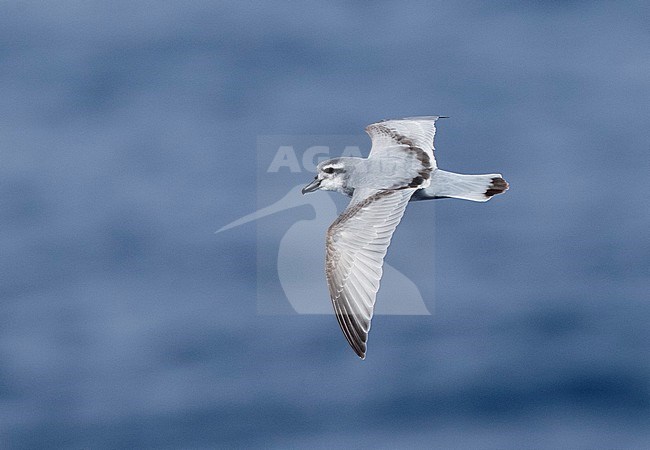 MacGillivray's Prion (Pachyptila macgillivrayi) flying in the Subantarctic Island of New Zealand. First record of the species in New Zealand. stock-image by Agami/Marc Guyt,