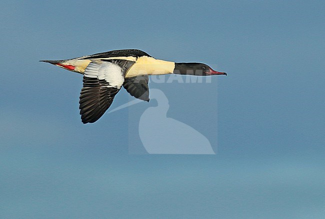 Adult Goosander (Mergus merganser), adult male in flight, seen from the side, showing upper wing. stock-image by Agami/Fred Visscher,
