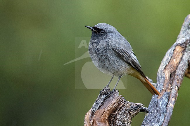 Black Redstart (Phoenicurus ochruros gibraltariensis), side view of an adult male in winter plumage, Campania, Italy stock-image by Agami/Saverio Gatto,