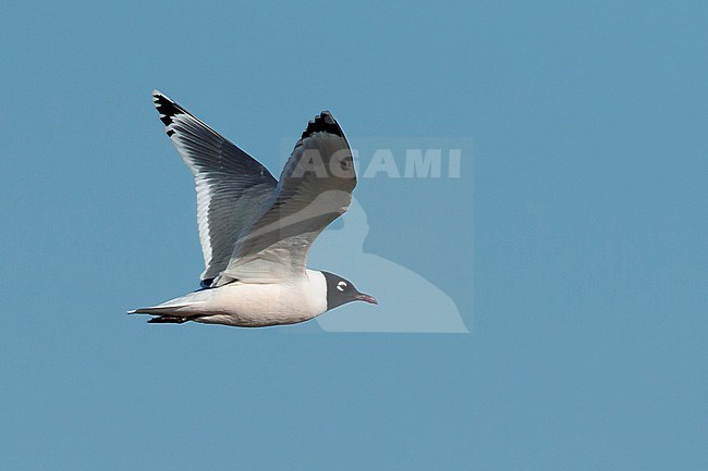 Adult Franklin's Gull (Leucophaeus pipixcan) in summer plumage flying over the beach in Galveston County, Texas, in April 2017. stock-image by Agami/Brian E Small,