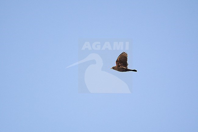 Red-winged Blackbird (Agelaius phoeniceus), male in flight during migration at Cape May, New Jersey, USA stock-image by Agami/Helge Sorensen,