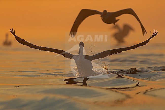 A first winter / juvenile Dalmatian pelican (Pelecanus crispus) is ready to take of in backlighting of the morning sun. The water and air is glowing orange. stock-image by Agami/Mathias Putze,