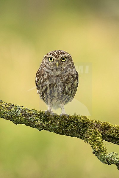 Steenuil, Little Owl, stock-image by Agami/Walter Soestbergen,