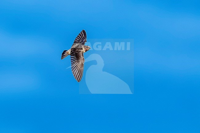 First-winter American Cliff Swallow, Petrochelidon pyrrhonota pyrrhonota) flying over the High Fields, Corvo, Azores, Portugal. stock-image by Agami/Vincent Legrand,