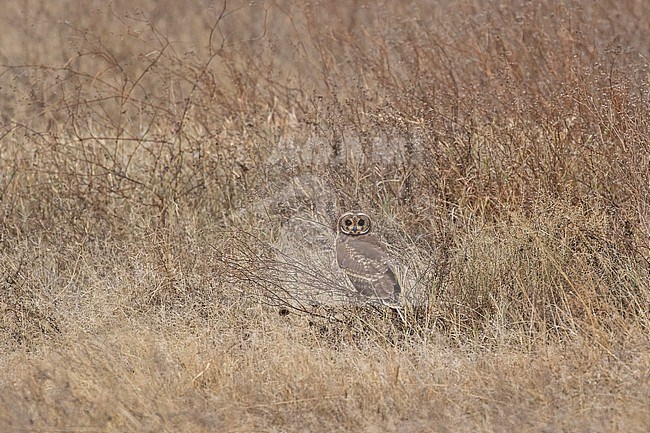 Marsh Owl (Asio capensis) in Tanzania. stock-image by Agami/Pete Morris,