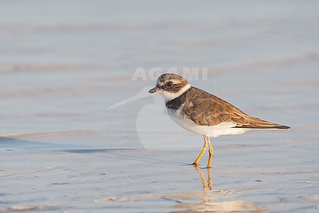 Semipalmated Plover, Charadrius semipalmatus stock-image by Agami/Wil Leurs,