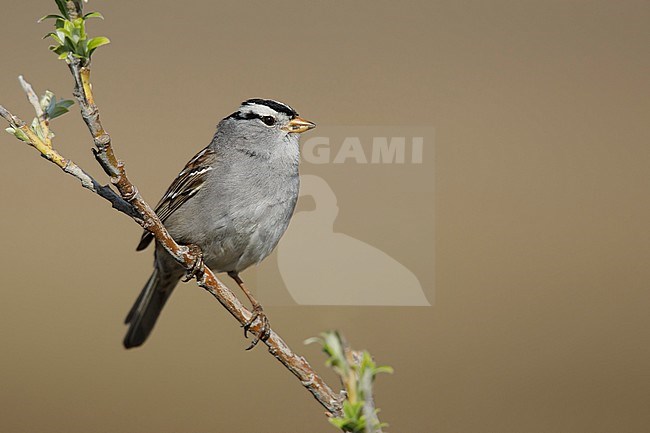 Adult White-crowned Sparrow, Zonotrichia leucophrys, in breeding plumage.
Seward Peninsula, Alaska, USA. stock-image by Agami/Brian E Small,