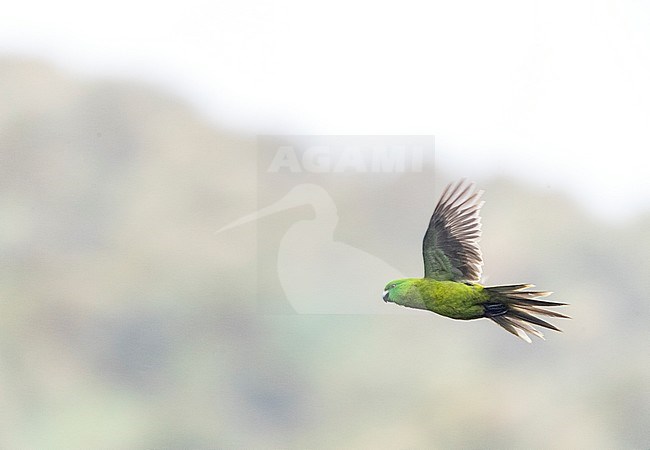 Antipodes Parakeet (Cyanoramphus unicolor), endemic to the Antipodes Islands of New Zealand. In flight, seen from below. stock-image by Agami/Marc Guyt,