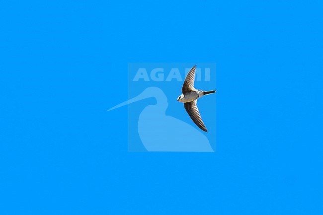 Andean Swift (Aeronautes andecolus) flying against a blue sky as a background, Andes of Bolivia stock-image by Agami/Tomas Grim,