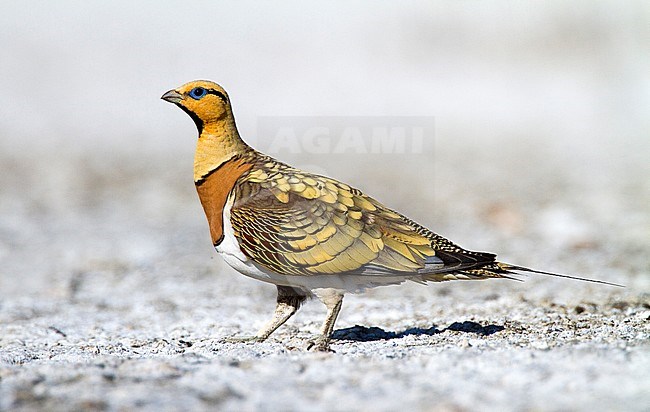 Witbuikzandhoen, Pin-tailed Sandgrouse, Pterocles alchata stock-image by Agami/Oscar Díez,