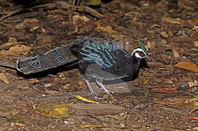 Male Palawan Peacock-Pheasant (Polyplectron napoleonis) walking on the ground in Palawan, Philippines. stock-image by Agami/Pete Morris,