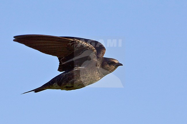 Purple Martin (Progne subis) flying and hunting for insects near Long Point, Ontario, Canada. stock-image by Agami/Glenn Bartley,