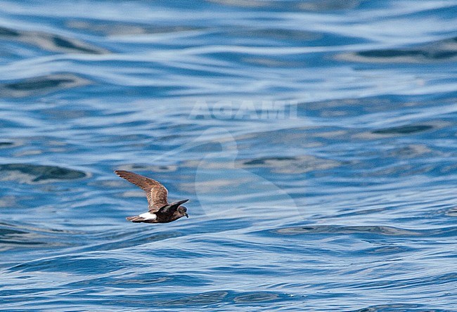 Stormvogeltje vliegend boven zee in Engeland; Flying European Storm-Petrel (Hydrobates pelagicus) above the sea in English waters stock-image by Agami/Marc Guyt,