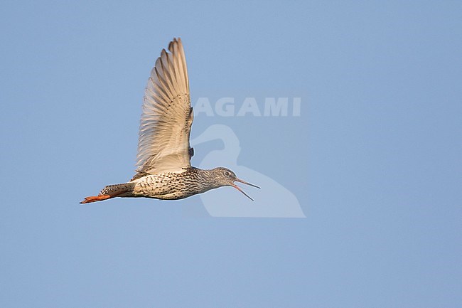 Common Redshank - Rotschenkel - Tringa totanus ssp. totanus, Russia (Tscheljabinsk), adult stock-image by Agami/Ralph Martin,