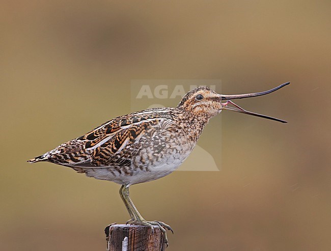Watersnip roepend vanaf paaltje; Common Snipe calling from post stock-image by Agami/Markus Varesvuo,