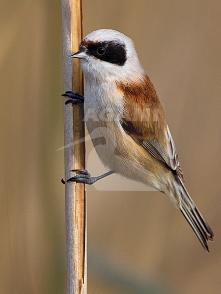 Volwassen mannetje Buidelmees; Adult male Eurasian Penduline Tit stock-image by Agami/Daniele Occhiato,