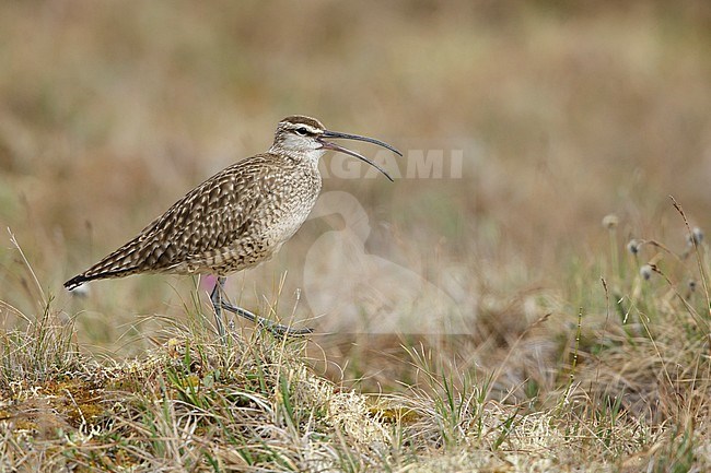 Adult Hudsonian Whimbrel (Numenius hudsonicus) on tundra of Seward Peninsula, Alaska, United States. stock-image by Agami/Brian E Small,