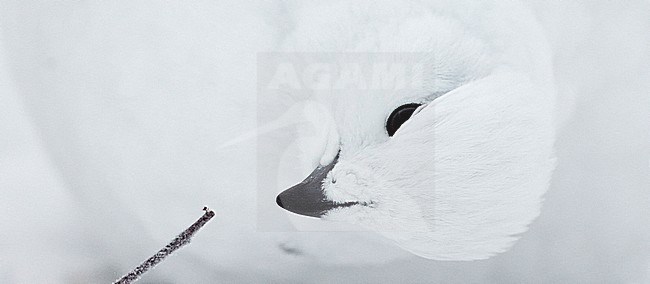 Vrouwtje Moerassneeuwhoen in de sneeuw, Female Willow Ptarmigan in snow stock-image by Agami/Markus Varesvuo,