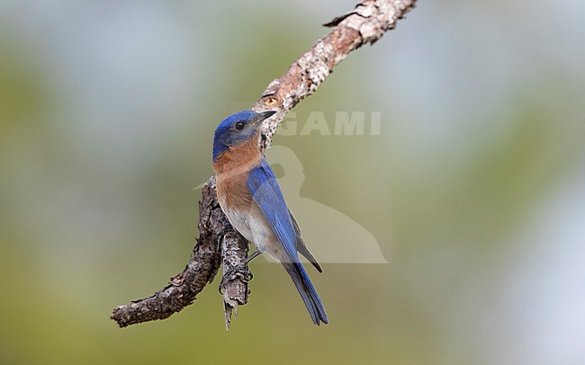 Adult male Eastern Bluebird (Sialia sialis) perched on a branch at breeding territory in Florida, USA stock-image by Agami/Helge Sorensen,
