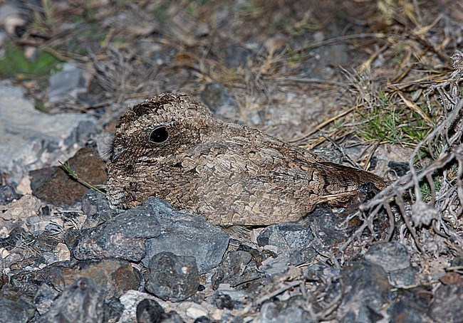 Common Poorwill (Phalaenoptilus nuttallii centralis) perched on the ground at night stock-image by Agami/Andy & Gill Swash ,