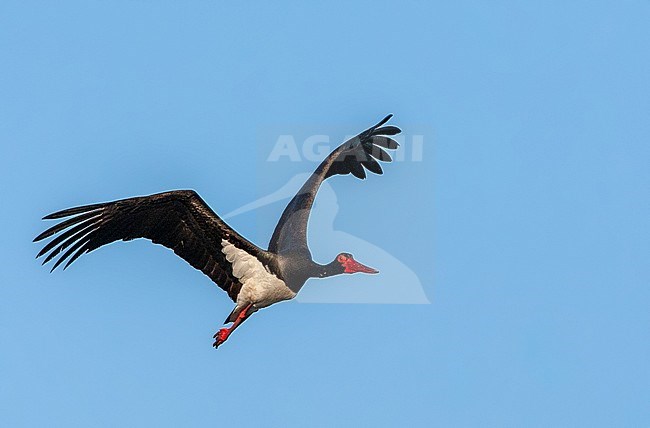 Adult Black Stork (Ciconia nigra) in flight during spring migration on the Greek island Lesvos. stock-image by Agami/Marc Guyt,
