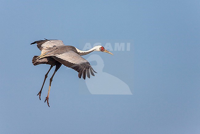 Wintering White-naped Crane (Antigone vipio) on the island Kyushu in Japan. Flying, going to land. stock-image by Agami/Marc Guyt,