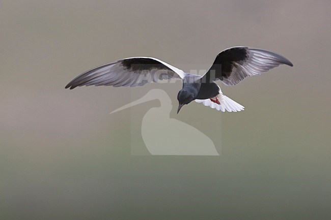 Volwassen Witvleugelstern in zomerkleed in de vlucht; Adult summer White-winged Tern in flight stock-image by Agami/Daniele Occhiato,