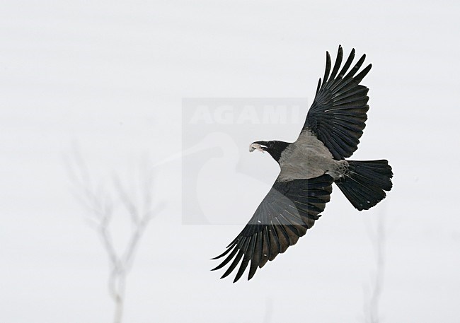 Bonte Kraai in de vlucht; Hooded Crow in flight stock-image by Agami/Markus Varesvuo,