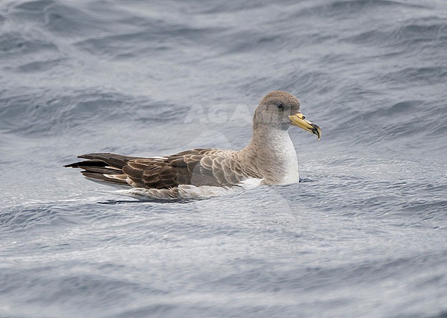 Cory's shearwater (Calonectris borealis) on the Azores archipelago, Portugal. stock-image by Agami/Pete Morris,