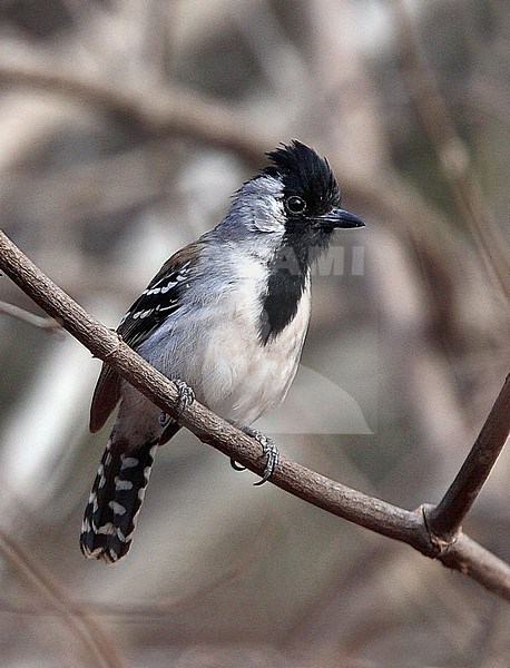 Camposmierklauwier, Silvery-cheeked Antshrike, Sakesphorus cristatus stock-image by Agami/Andy & Gill Swash ,