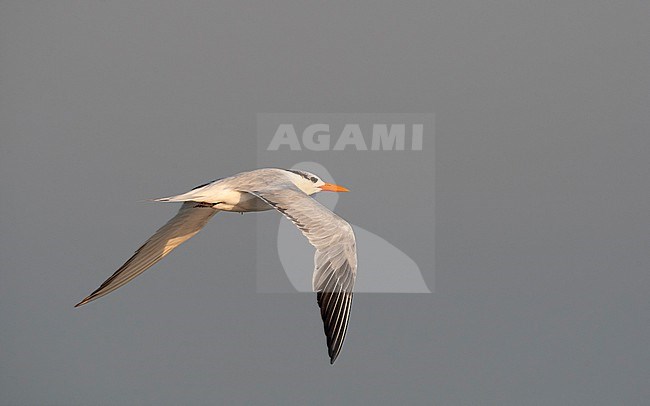 Royal Tern (Thalasseus maximus) in flight at Cape May, New Jersey, USA stock-image by Agami/Helge Sorensen,