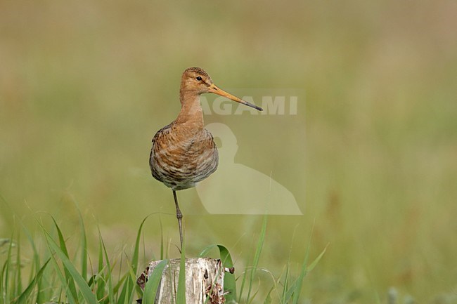 Grutto zittend op een paal; Black-tailed Godwit perched on a pole stock-image by Agami/Arie Ouwerkerk,