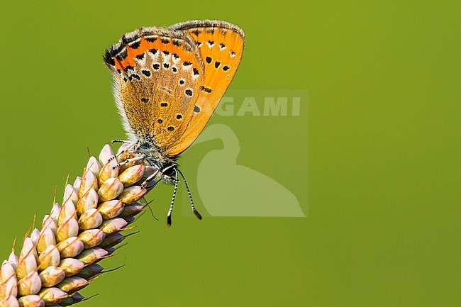 Blauwe vuurvlinder, Violet Copper, Lycaena helle stock-image by Agami/Wil Leurs,