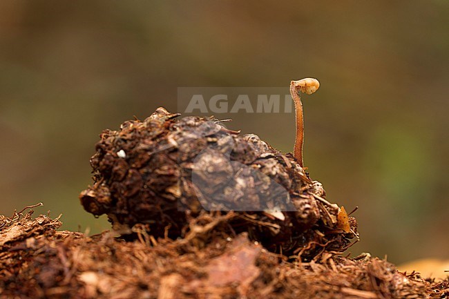 Oorlepelzwam; Earpick Fungus; Auriscalpium vulgare stock-image by Agami/Walter Soestbergen,