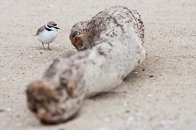 Amerikaanse Strandplevier, Snowy Plover stock-image by Agami/Martijn Verdoes,