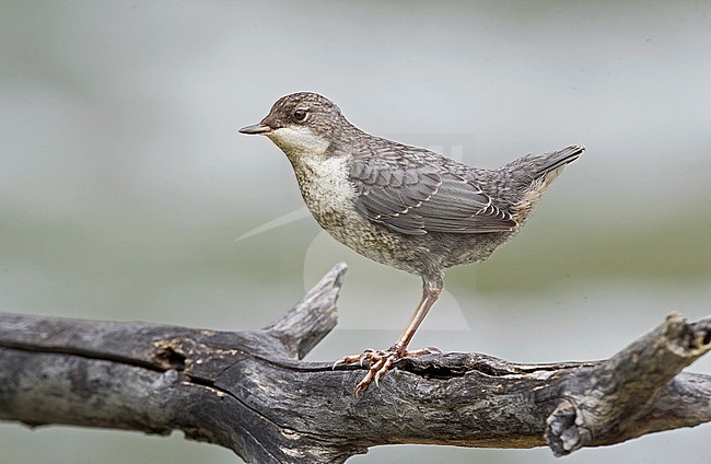Juveniel White-throated Dipper, Juveniele Waterspreeuw stock-image by Agami/Alain Ghignone,