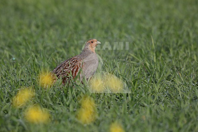 Patrijs in grasland, Grey Partridge at grassland stock-image by Agami/Chris van Rijswijk,