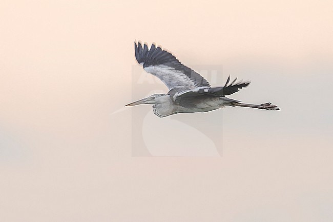 Immature Mauritanian Heron (Ardea monicae) flying at sunset over the shore of Lamhiriz harbour, Western Sahara, Morocco. stock-image by Agami/Vincent Legrand,