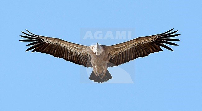 Vale Gierin vlucht, Griffon Vulture in flight stock-image by Agami/Roy de Haas,