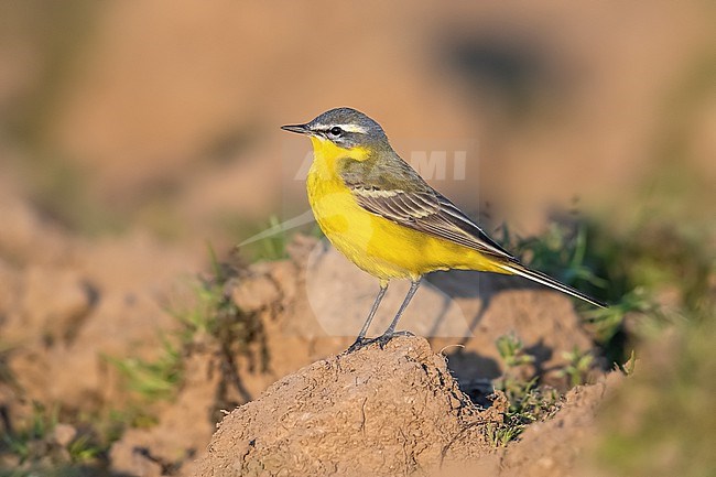 Adult male Yellow Wagtail (Motacilla flava flava) walking on earth in Leefdael, Bertem, Vlaamse Brabant, Belgium. stock-image by Agami/Vincent Legrand,