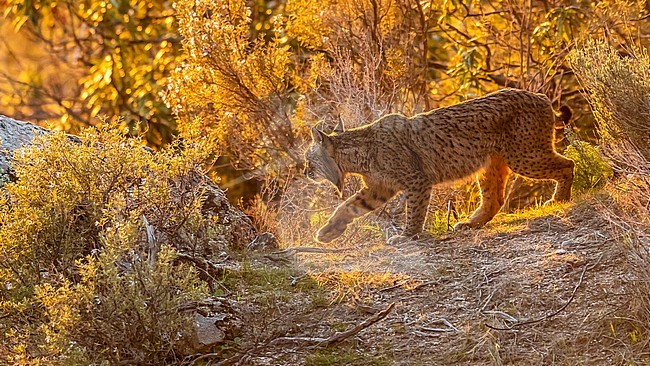 Female Iberian lynx (Lynx pardinus) named Datura standing over a rock watching the valley, Sierra Morena, Andujar, Andalucia, Spain. stock-image by Agami/Vincent Legrand,