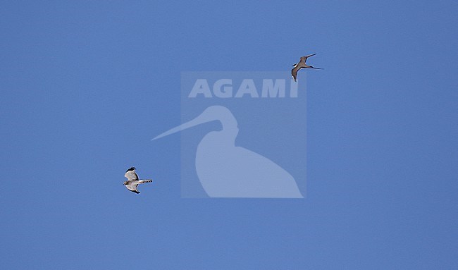 Adult Long-tailed jaeger (Stercorarius longicaudus) in Alaska, United States. Chasing male Northern Harrier. stock-image by Agami/Dani Lopez-Velasco,