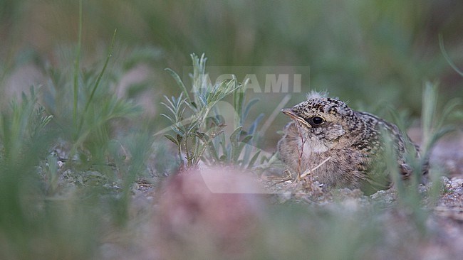 A pullus of Horned Lark, Eremophila alpestris ssp. brandti stock-image by Agami/Mathias Putze,